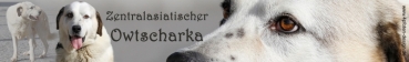 Aufkleber Zentralasiatischer Owtscharka #1