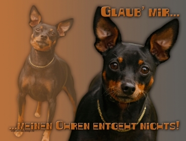 Hundewarnschild Zwergpinscher #2