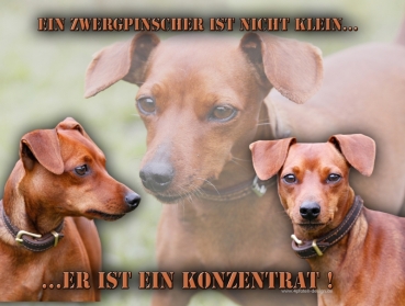 Hundewarnschild Zwergpinscher #4