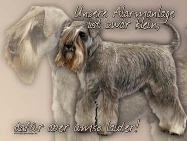 Hundewarnschild Zwergschnauzer #2