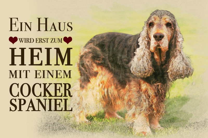 Cocker Spaniel Gold Hund Blechschild Stabil Flach Neu aus GB 40x30cm mit Bset 