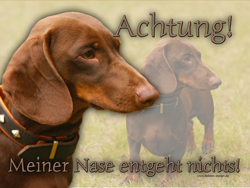 Hundewarnschilder und kratzfeste Autoaufkleber mit