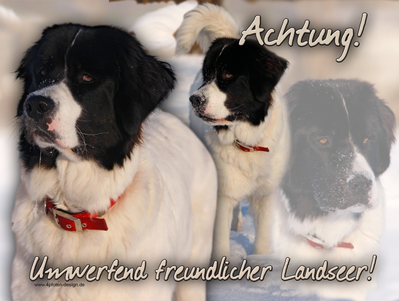 Hundewarnschilder und kratzfeste Autoaufkleber mit