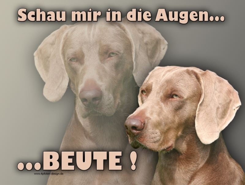 Hundewarnschilder und kratzfeste Autoaufkleber mit