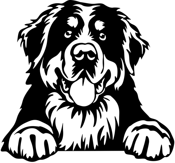 Aufkleber Berner Sennehund Kopf