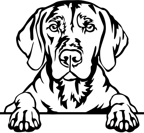 Aufkleber Magyar Vizsla Kopf