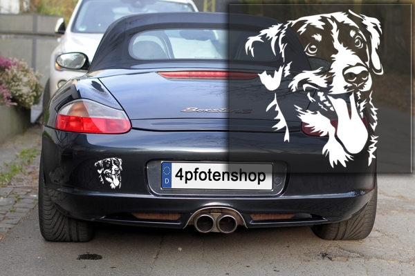 Autoaufkleber "Appenzeller Sennenhund" Kopf