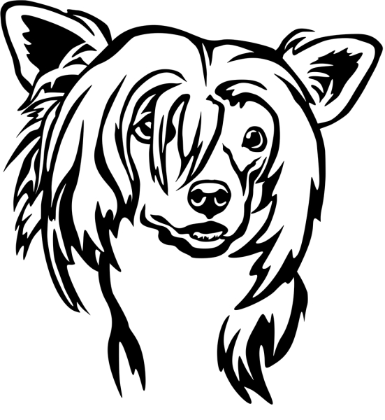 Aufkleber Chinese Crested Kopf