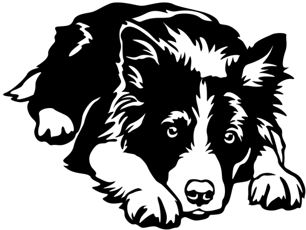 Aufkleber Border Collie