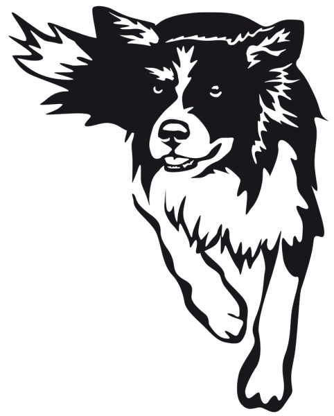 Aufkleber Border Collie