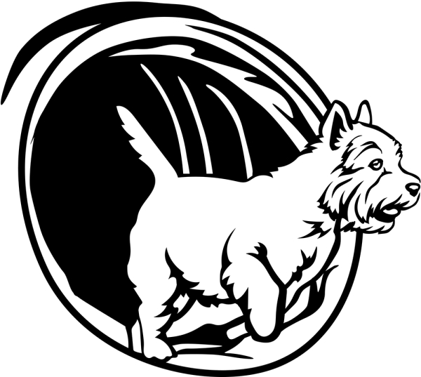Agility West Highland Terrier