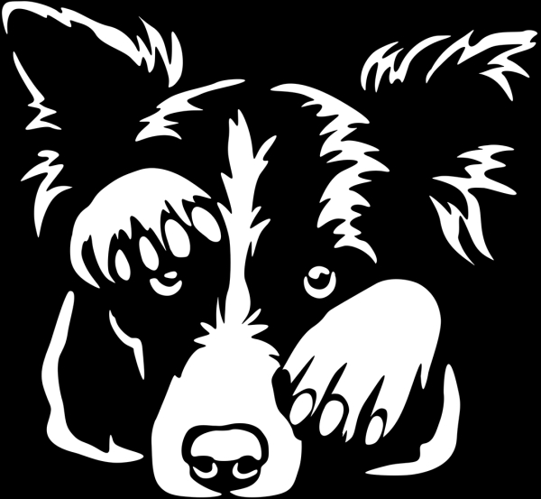 Aufkleber Border Collie