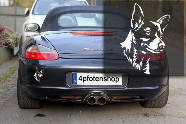 Autoaufkleber "Podengo Portugues" (Glatthaar) Kopf