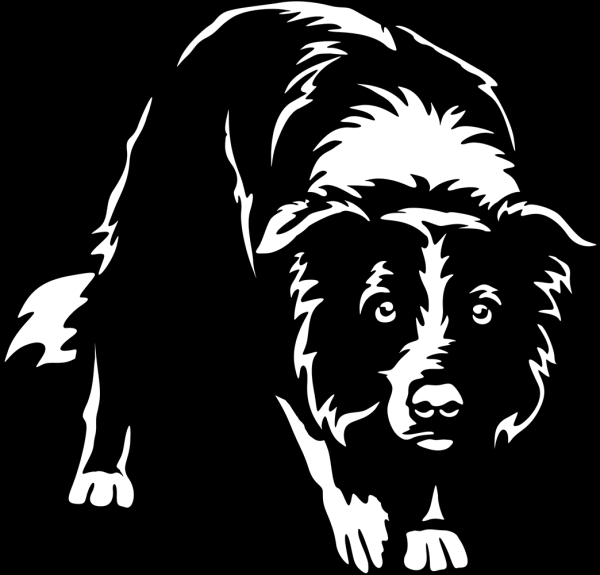 Aufkleber Border Collie