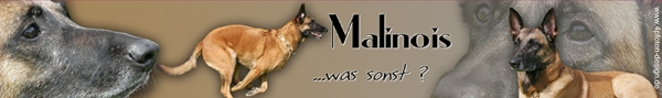 Autoaufkleber Malinois