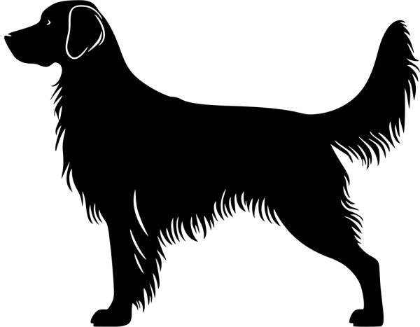 Flat-coated Retriever stehend Silhouette