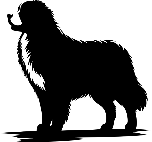 Berner Sennenhund stehend Silhouette