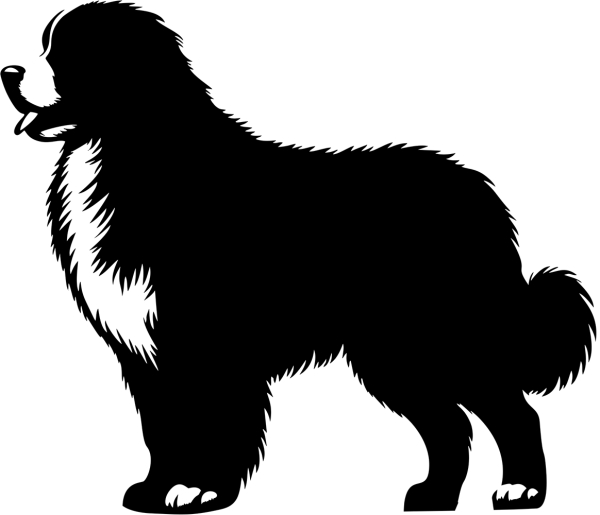 Berner Sennenhund stehend Silhouette
