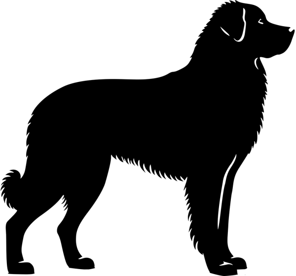 Kuvasz stehend Silhouette