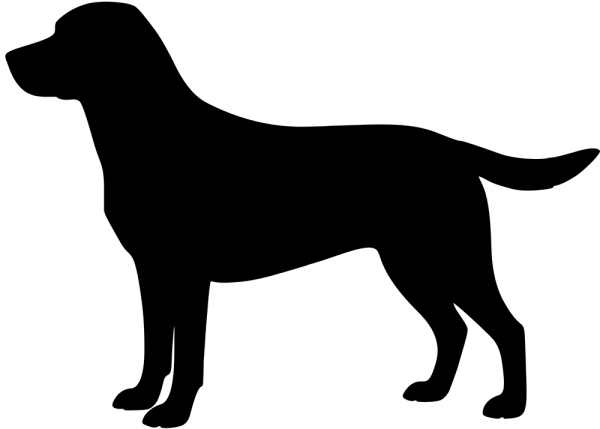 Labrador stehend Silhouette