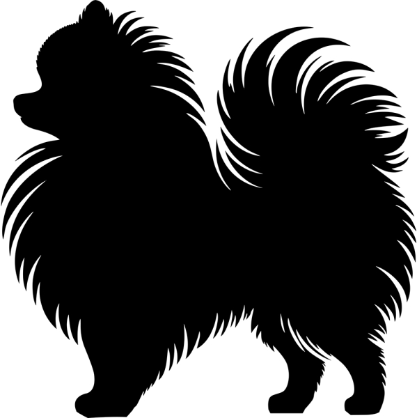 Zwergspitz stehend Silhouette