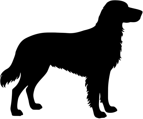 Münsterländer stehend Silhouette
