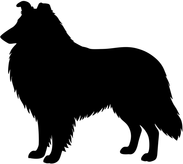 Collie (Langhaar) stehend Silhouette