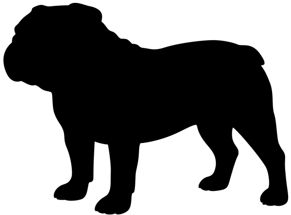 Englische Bulldogge stehend Silhouette