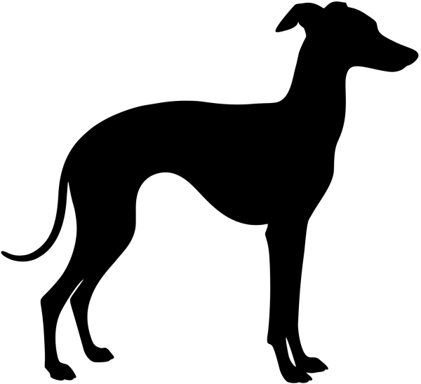 Italienisches Windspiel stehend Silhouette