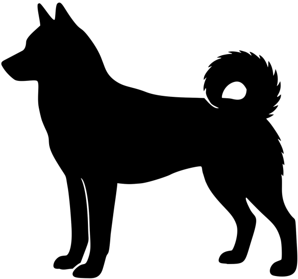 Siberian Husky stehend Silhouette