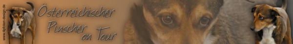 Autoaufkleber Österreichischer Pinscher