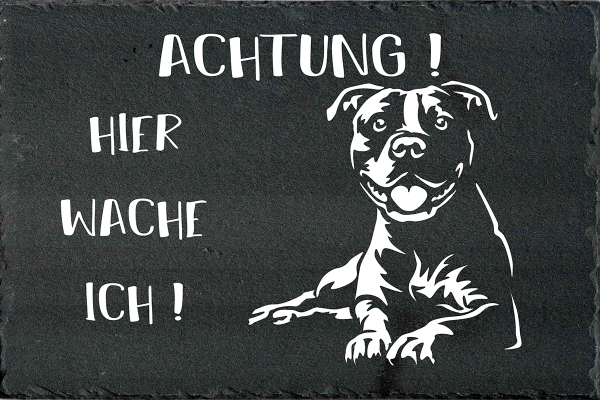 American Staffordshire Terrier