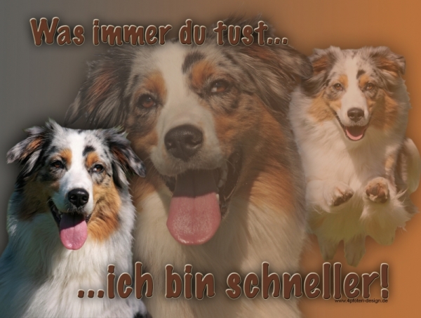 Aluminiumschild Australian Shepherd