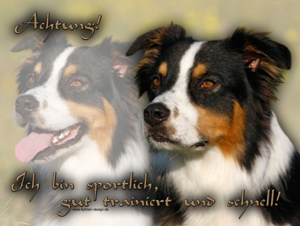 Aluminiumschild Australian Shepherd
