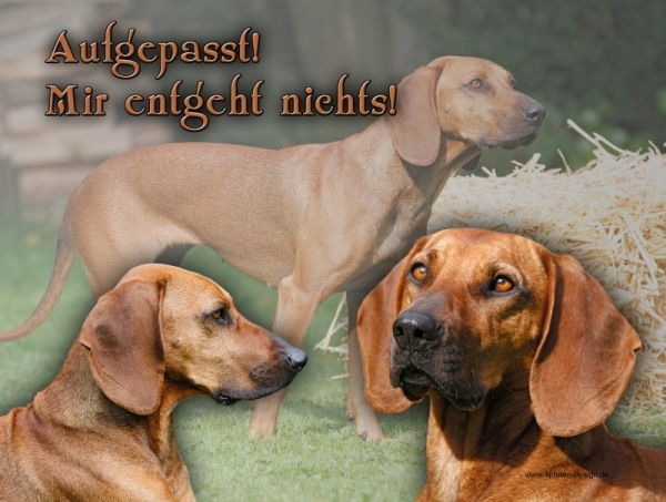 Nostalgieschild Hund Bayerischer Gebirgsschweißhund 