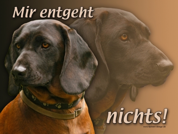 Aluminiumschild Bayerischer Gebirgsschweißhund