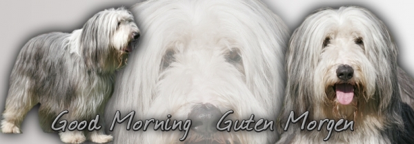 Fototasse Bearded Collie