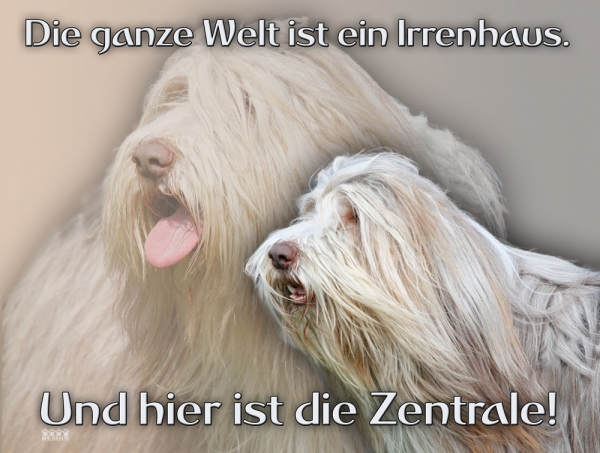 Aluminiumschild Bearded Collie Motiv0001