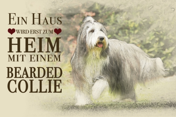 Metallschild Bearded Collie