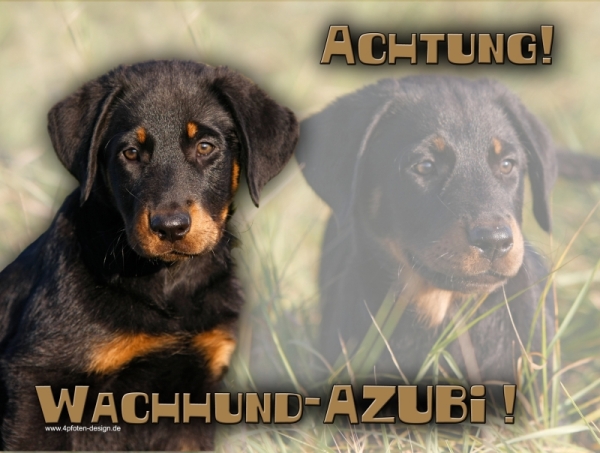 Aluminiumschild Beauceron