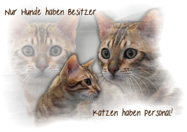 Fototasse Bengalkatze