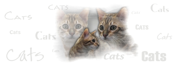 Fototasse Bengalkatze