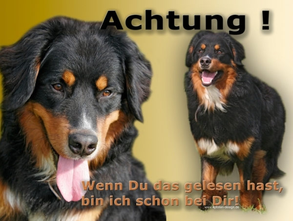 Aluminiumschild Berner Sennenhund