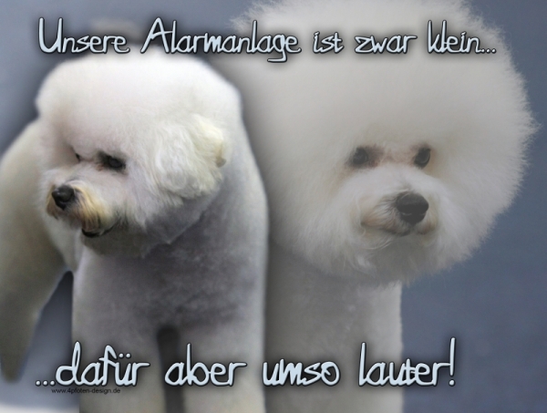 Aluminiumschild Bichon frise