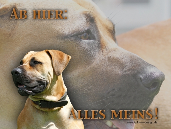 Aluminiumschild Boerboel