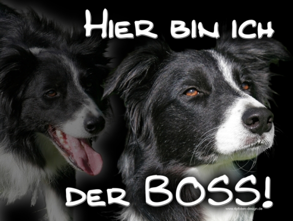 Aluminiumschild Border Collie