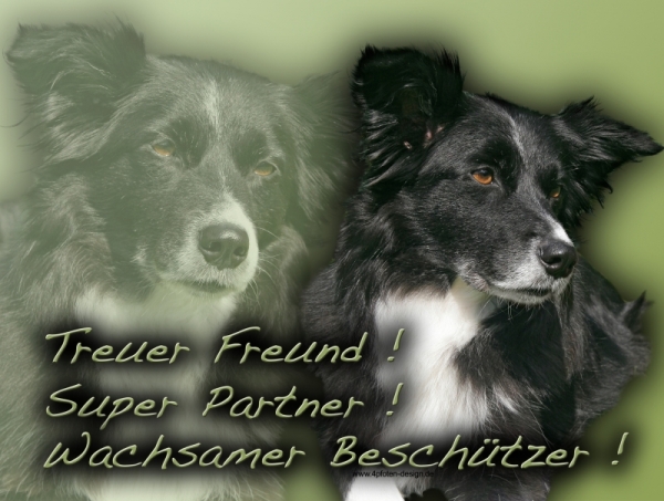 Aluminiumschild Border Collie