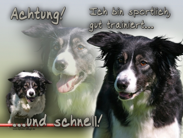 Aluminiumschild Border Collie