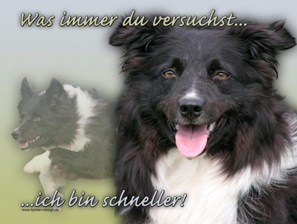 Aluminiumschild Border Collie