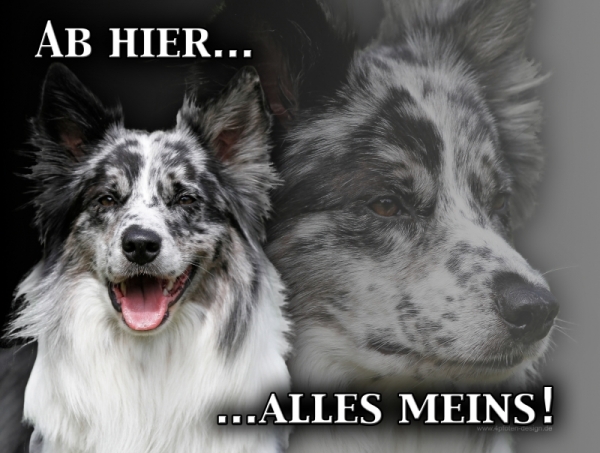 Aluminiumschild Border Collie